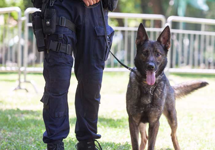 security_dogs-brighton Security Dogs Brighton